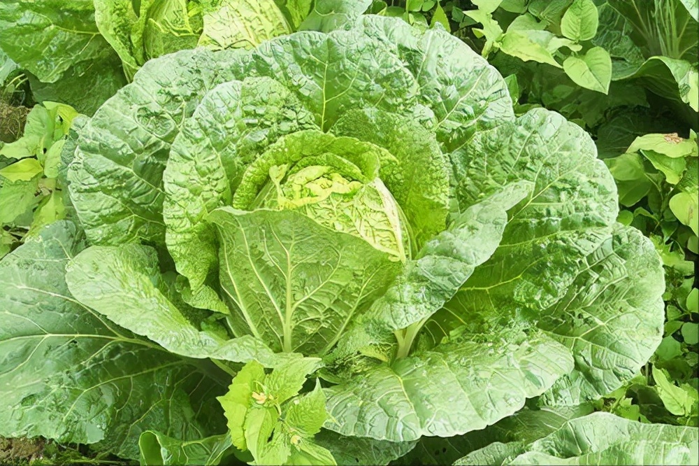 小白菜图片(全国哪的大白菜最好吃) - 赤虎壹号