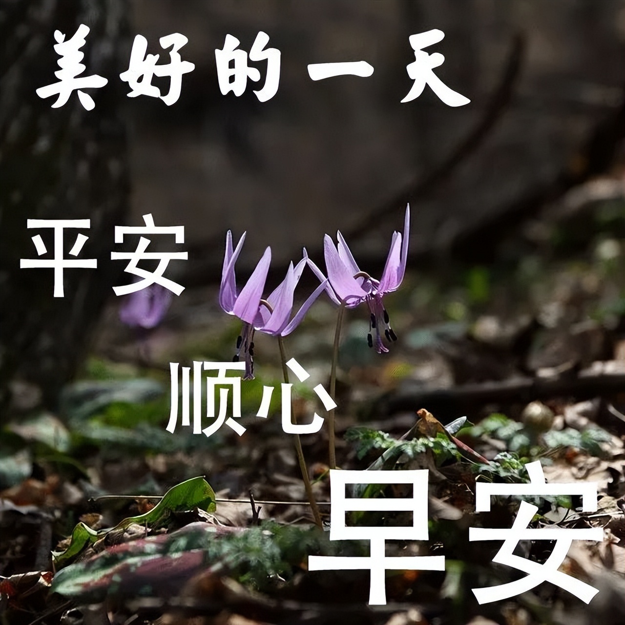 2022唯美夏天早上好问候语图片文字精选 不变的牵挂、永恒的祝福图片