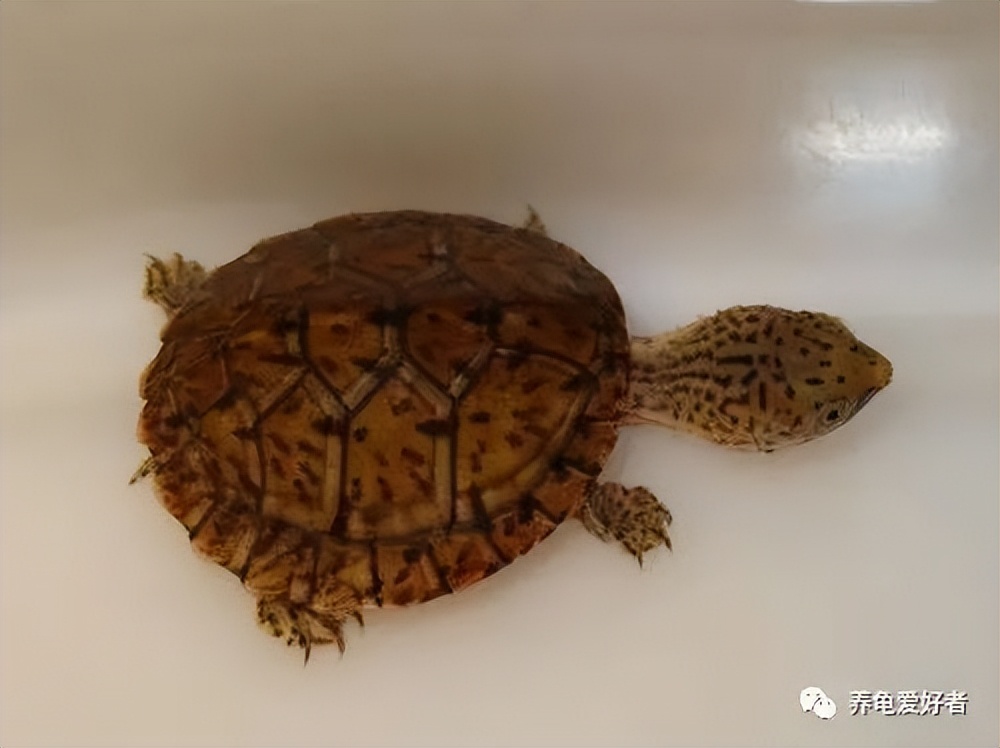 乌龟体型最小排行，更适合家庭饲养的乌龟体型最小排行？