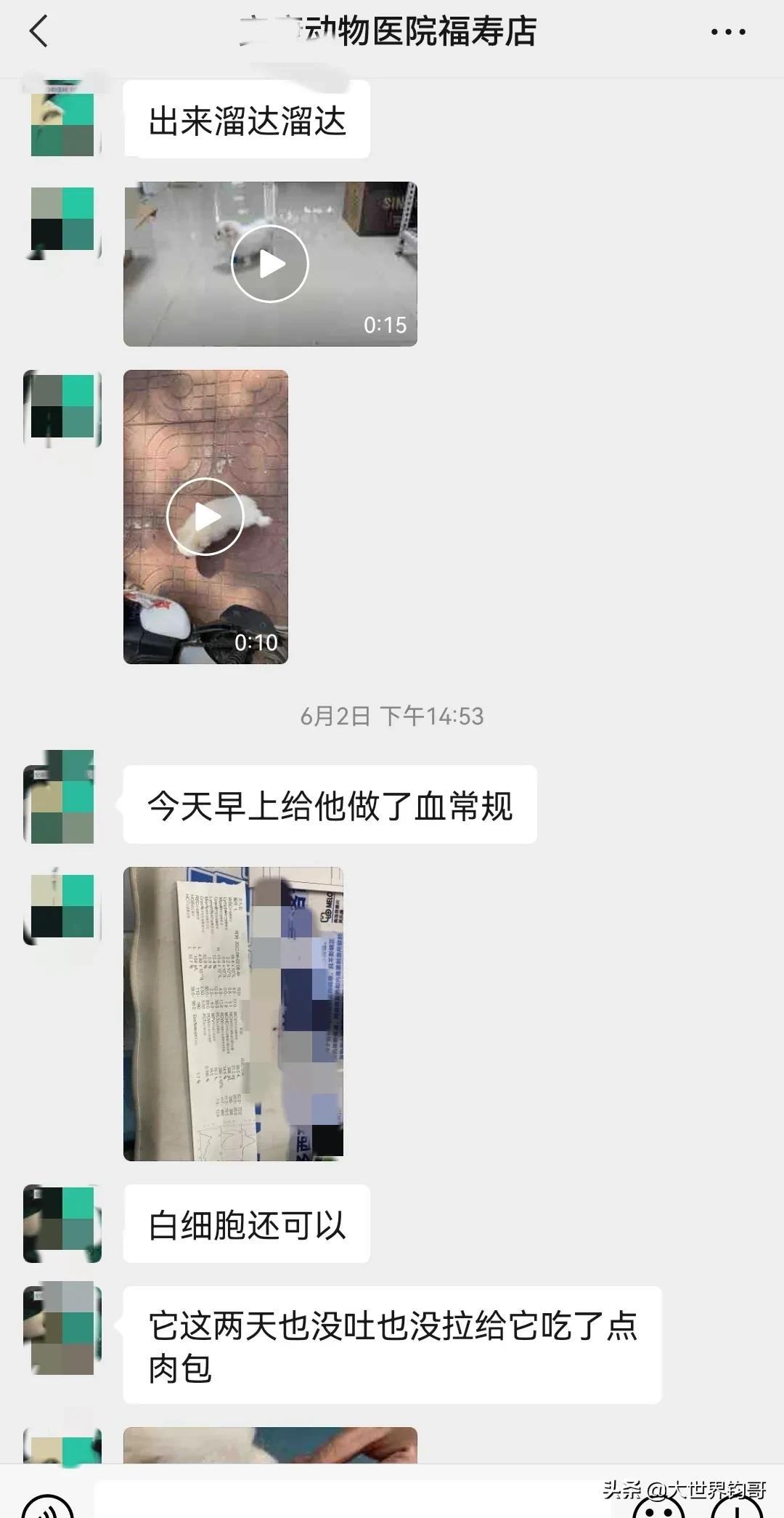 我家狗狗幼犬從得細小到康復的驚險親身經歷