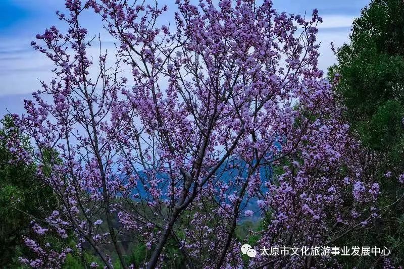 线上展览|“山河春意 锦绣太原——花的世界”主题摄影线上图片展（十六）