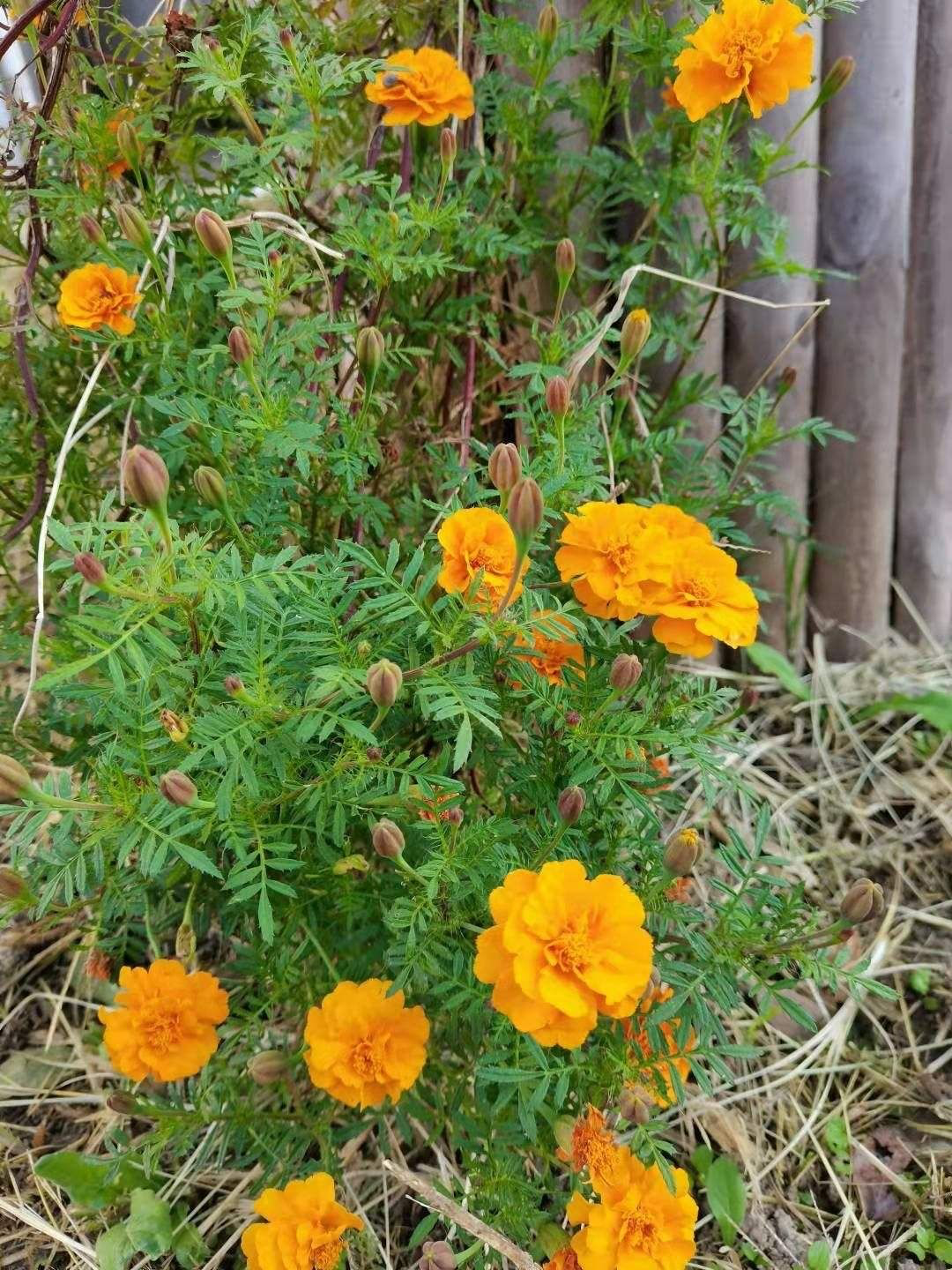 春天常见的花（春天路边爆开花常见的30种花）