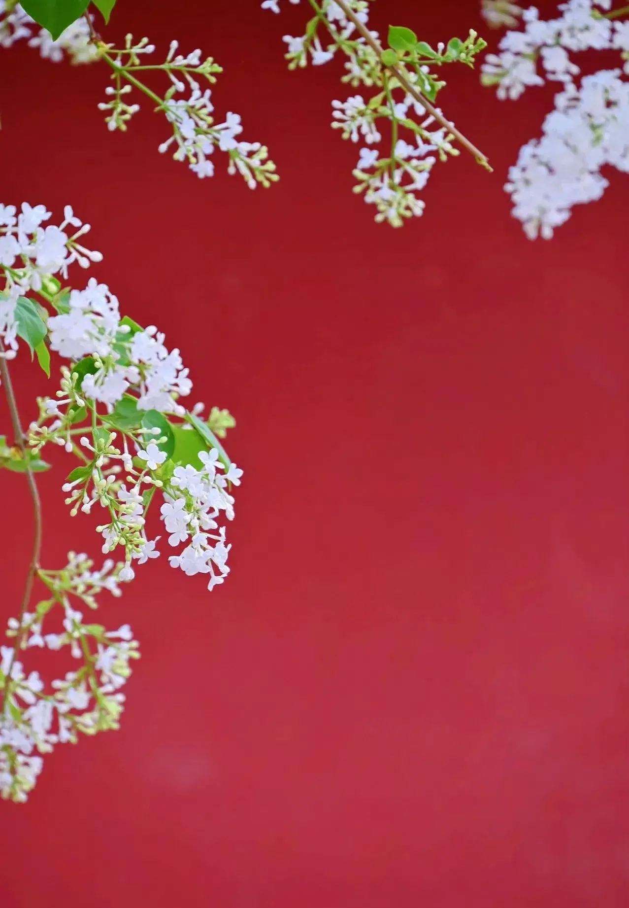 身心健康阳光少年(一个阳光明媚、性格健康、身心健康的青少年)