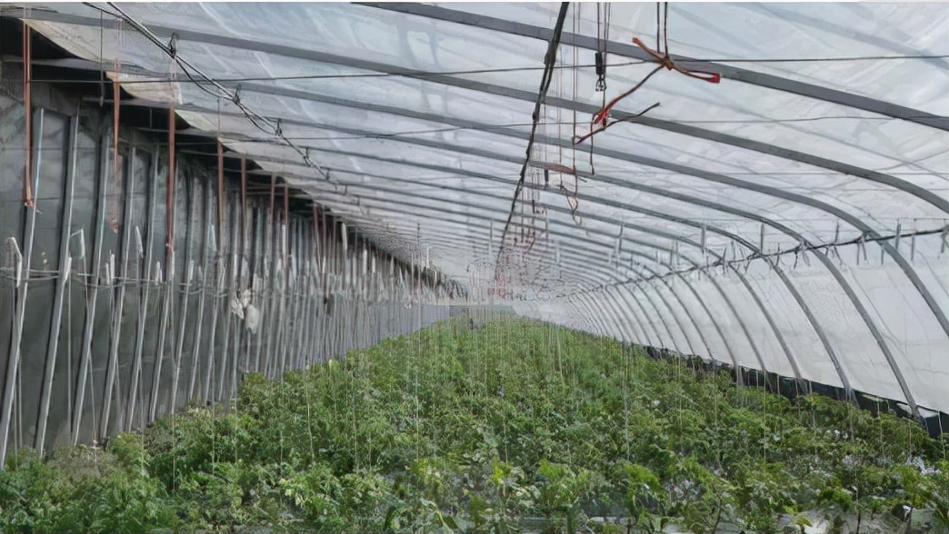 北大毕业后，他去了加拿大种菜：“义无反顾，没有想过再回国”