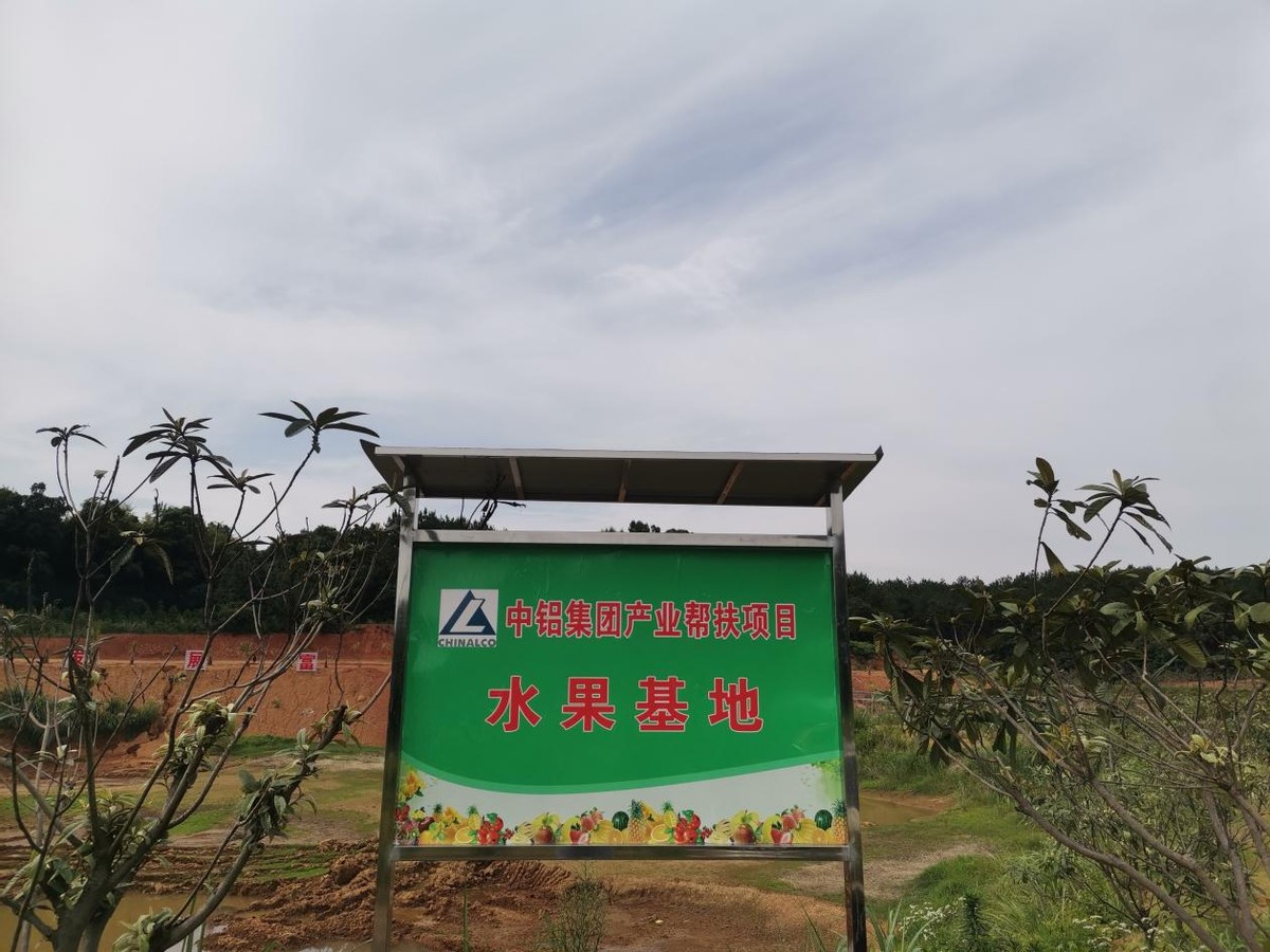 黃土地上結(jié)金果 陽新柏樹村油茶果蔬基地為鄉(xiāng)村振興打牢產(chǎn)業(yè)基礎(chǔ)