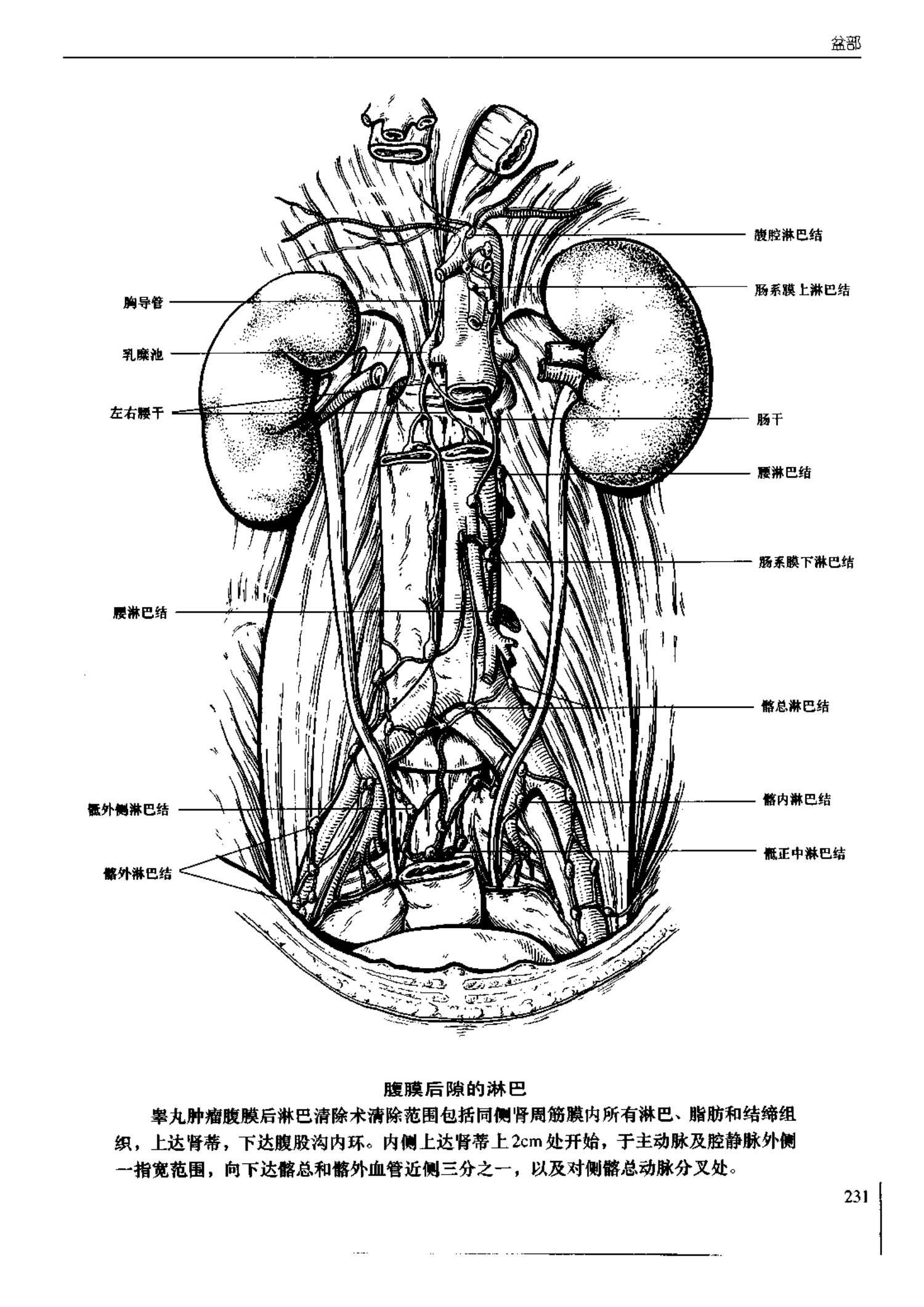 人体内脏位置图(图示集‖外科解剖学图谱(8-5)盆部)