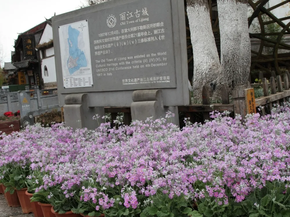新春临近 在丽江古城率先进入“花的世界”