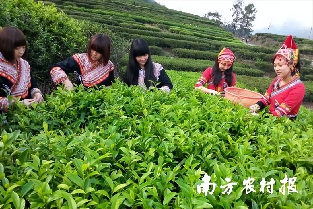 寻路农遗｜骆世明：中国的文化自信，跟深厚的农业传统是相关的