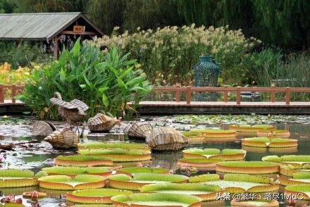 闵行区（上海市辖区）