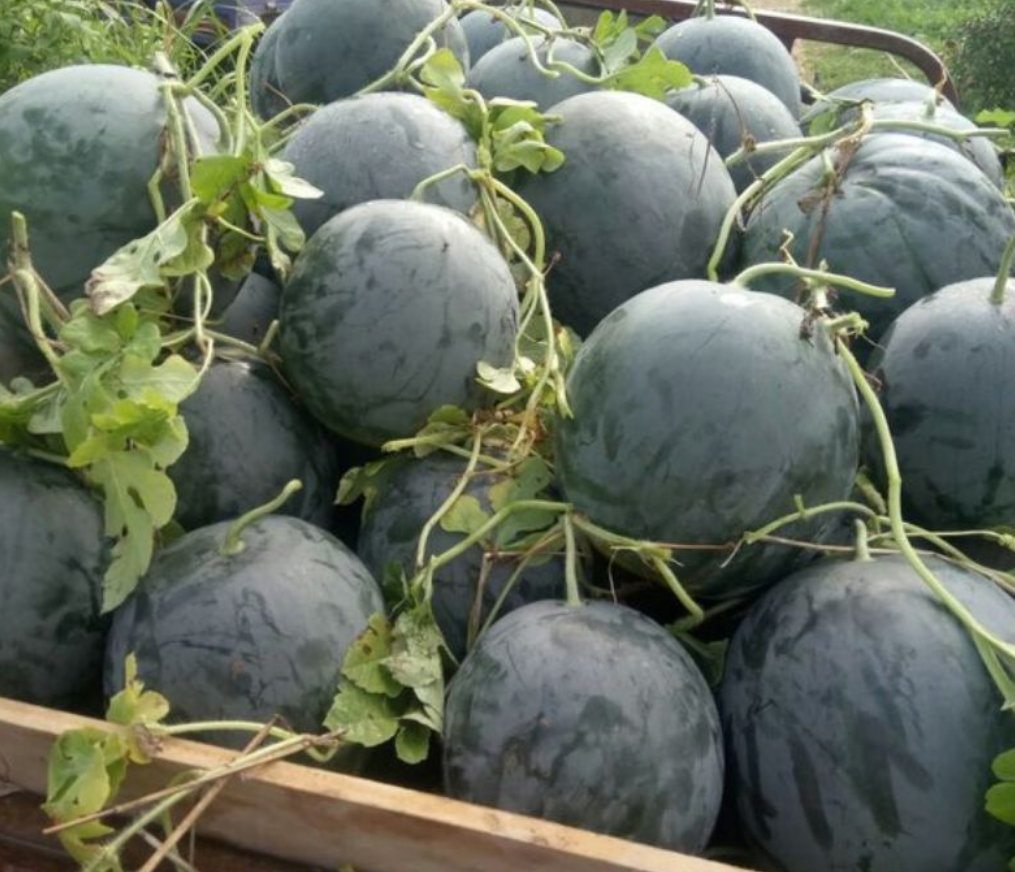 生瓜图片(两毛一斤的水果之王) - 赤虎壹号