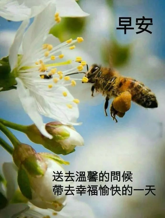 星期六清晨早上好问候祝福动态表情图片 开心快乐每一天图片