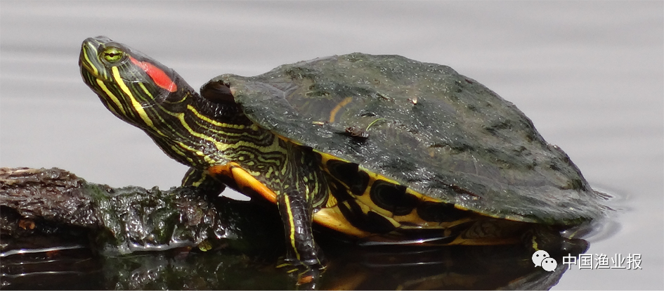 科学放流指南 |（六）禁止放流的常见水生生物外来种、杂交种和选育种