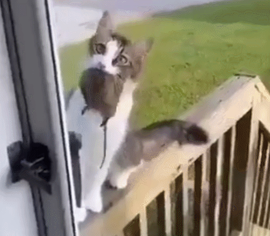 主人没饭吃，猫猫真的会抓鱼报恩吗？