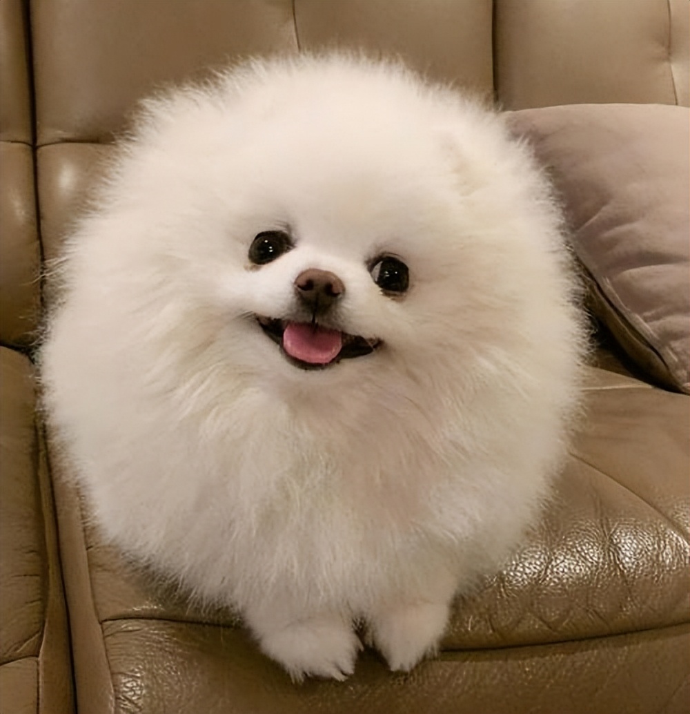 寿命:12～16年价格:1000～3000博美不是一般的可爱,而是超级可爱,毛发