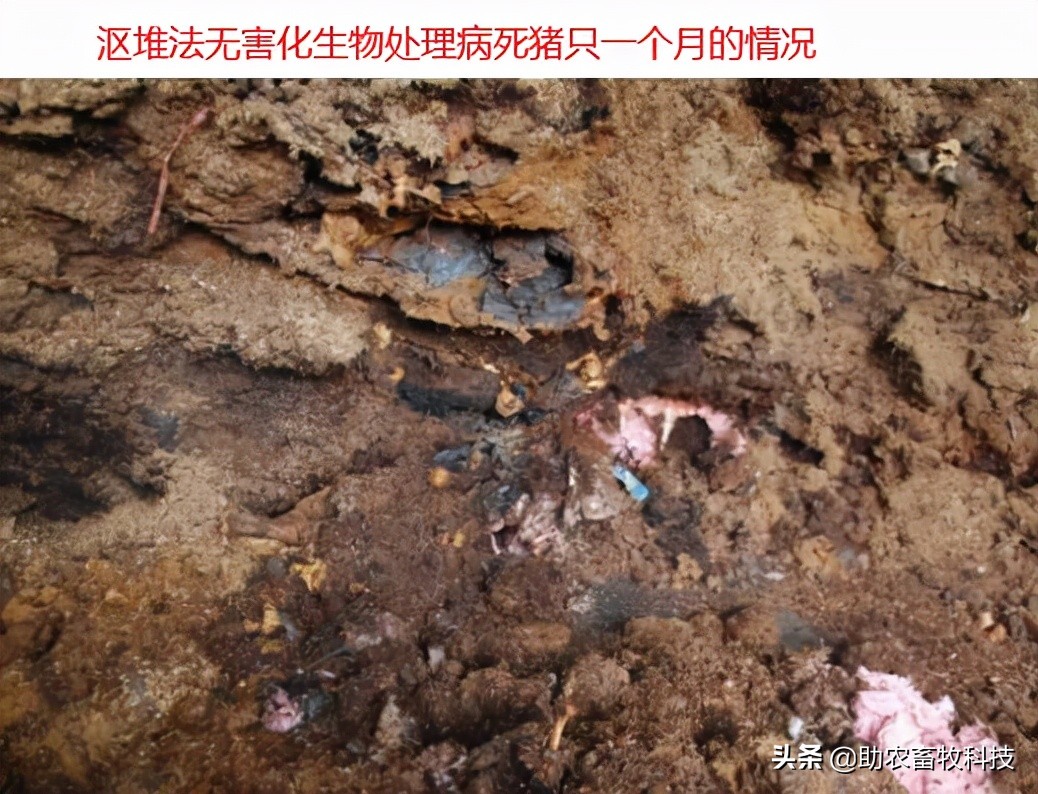 养殖场只能自己处理病死动物的3个无害化简单方法