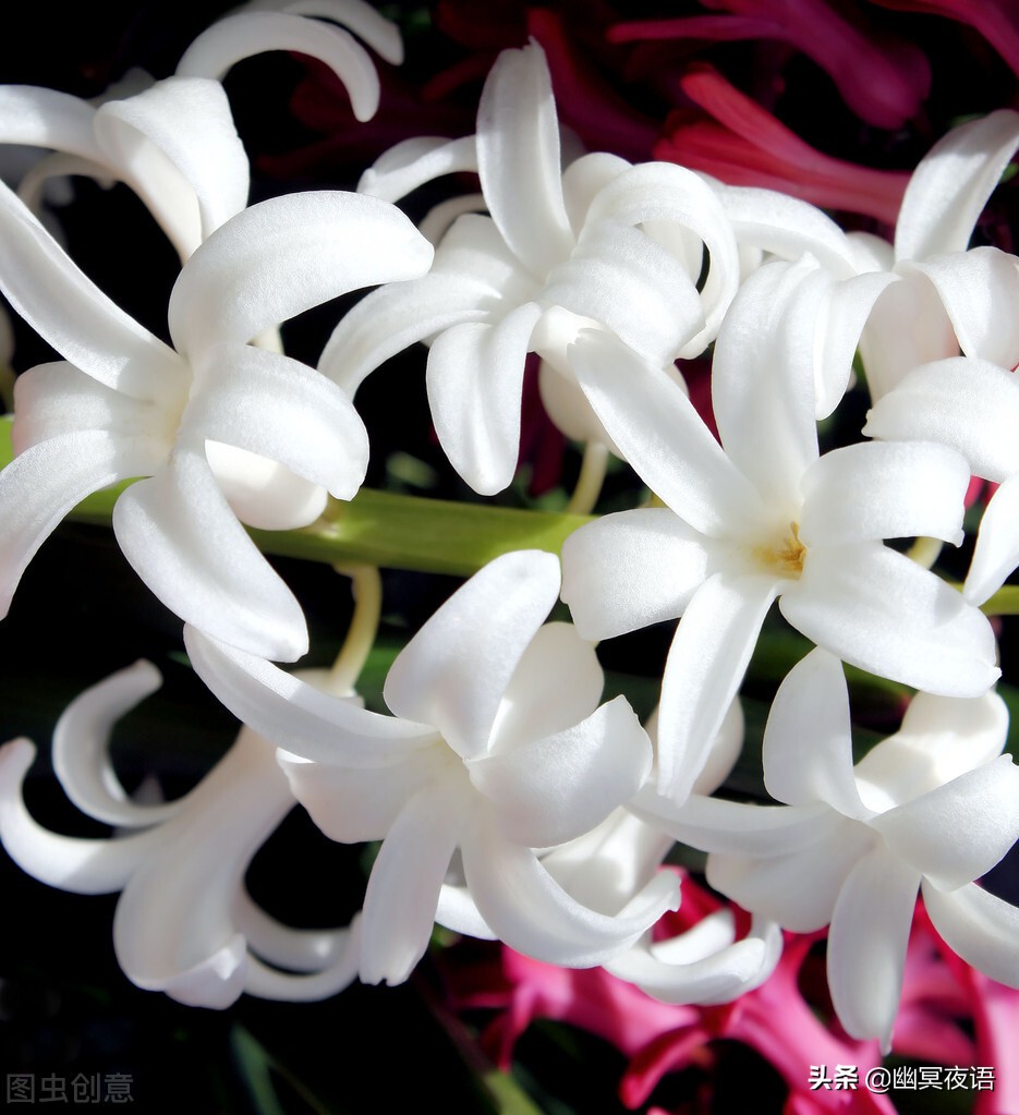 白色风信子花语(幽冥随笔—白色风信子)