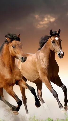 会挽雕弓如满月赏析一一苏轼诗词赏析