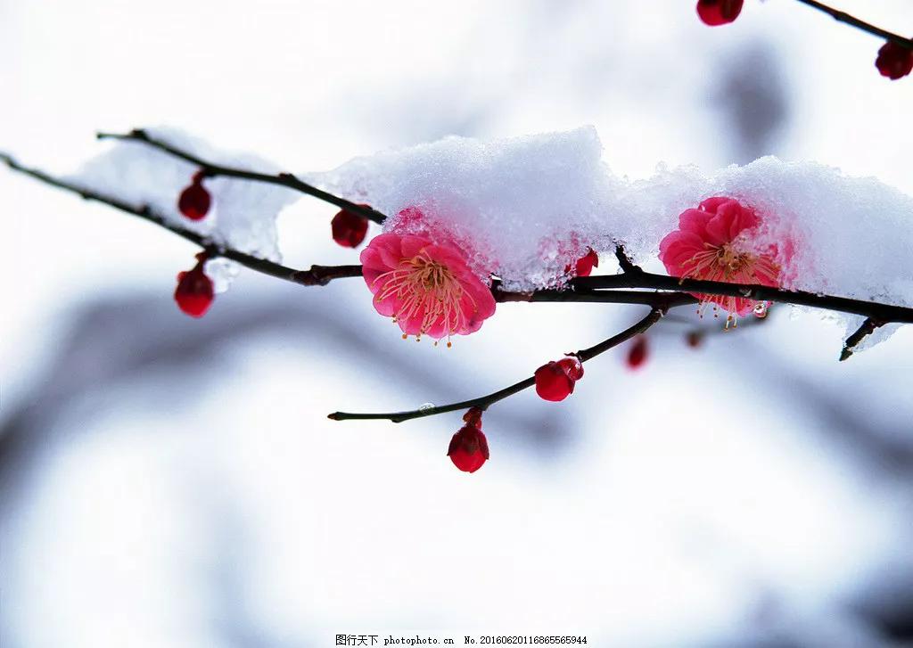 伤心的雪花说说图片