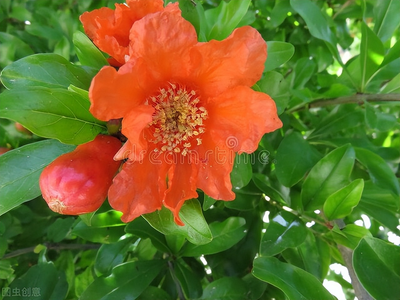 早夏石榴花明艳美诗七首：浓绿万枝红一点，正是清和首夏时