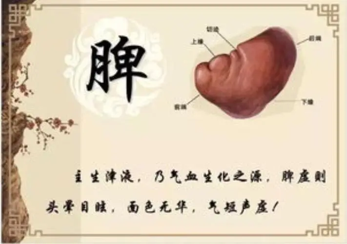 人间百病，皆因脾虚！嗓子干痒、嗓子有异物感！你知道你脾虚吗？