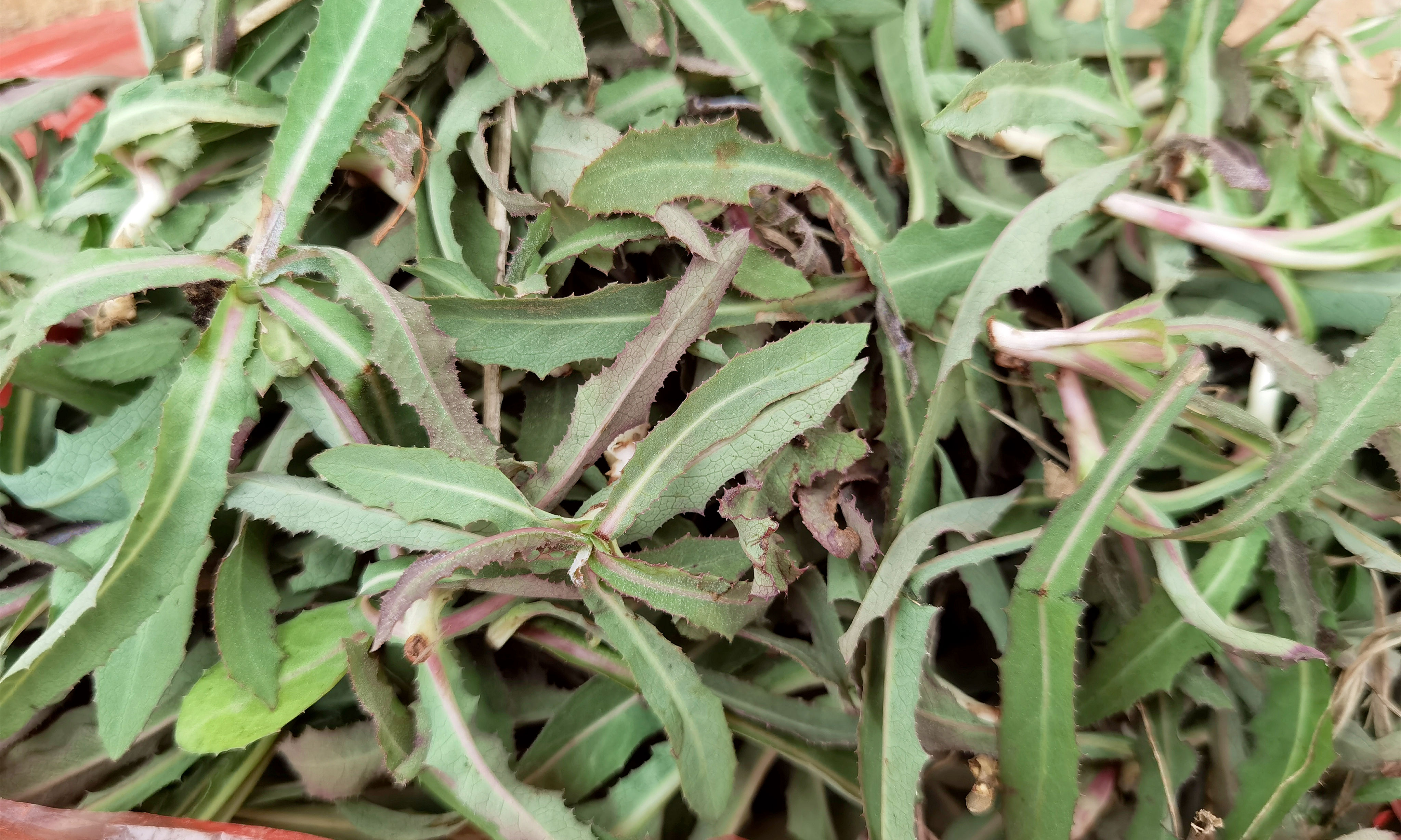 5月,遇见曲麻菜别手软,脆嫩营养,农村遍地是,可惜