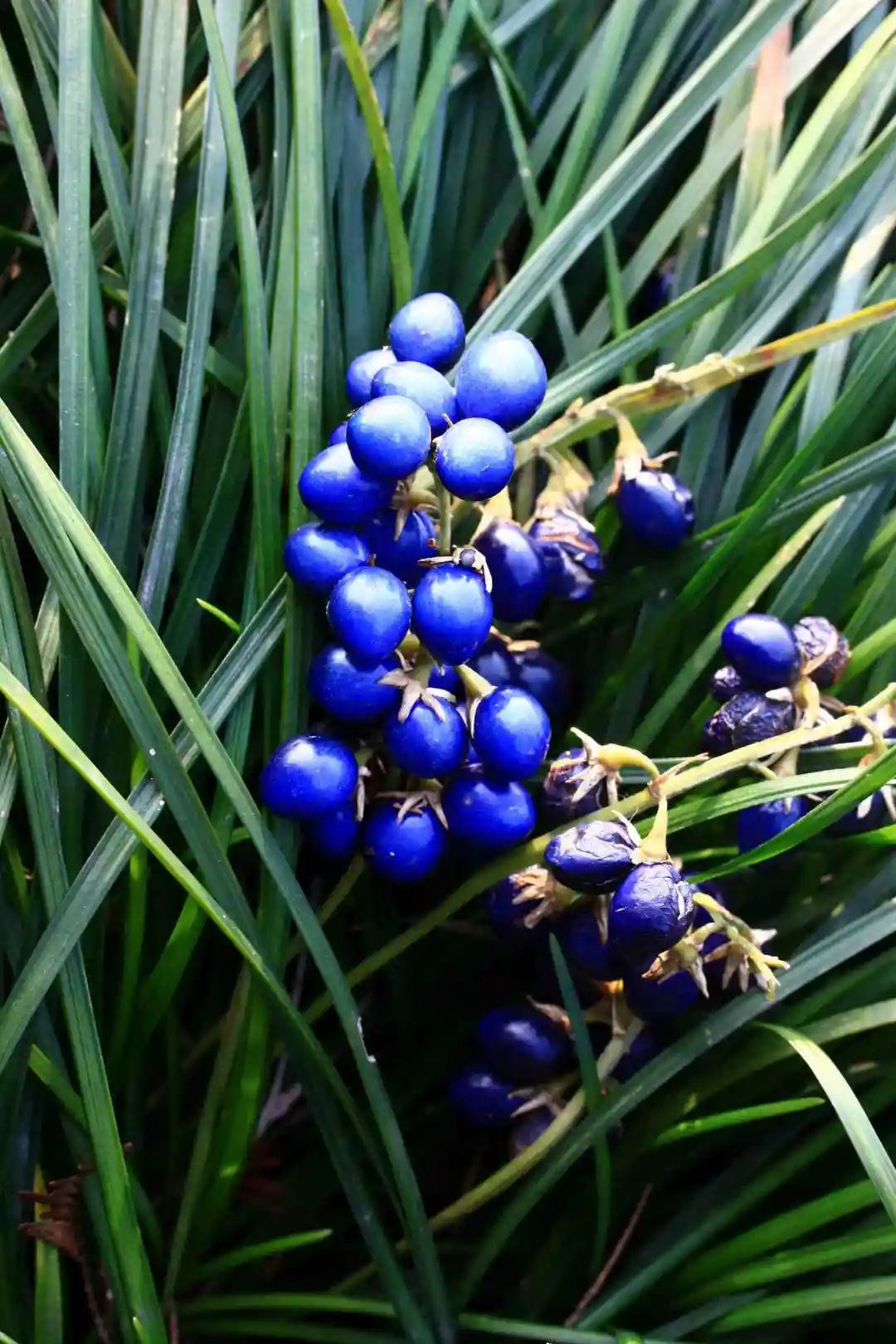 麦冬草的果实,呈非常漂亮且独特的亮蓝色,除去外面的一层肉质皮,里面