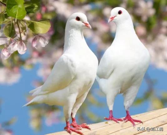 鸽子站在地上怎么去识别它是公鸽还是母鸽?5个部位不同决定性别