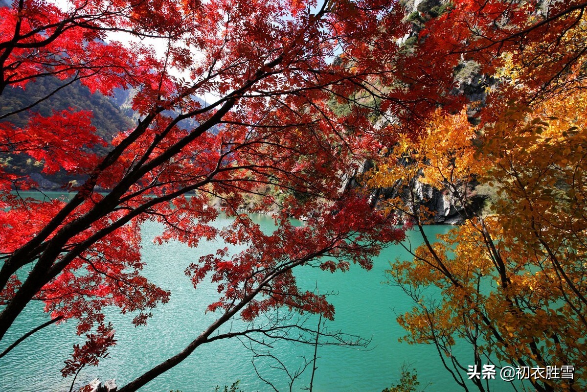 初冬红叶七首：冬晴爱日温，红叶自成村