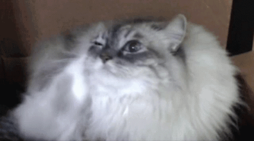 猫咪耳朵热热的，是生病了吗？