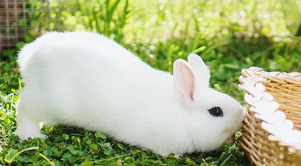 荷兰侏儒兔长什么样子（世界上最小的侏儒兔概括简介）