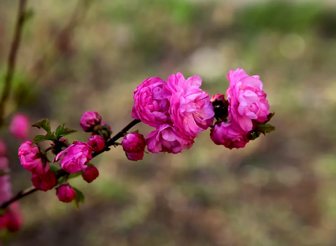 「诗词鉴赏」即将消失的美好—花朝节，愿你不辜负每一场花开