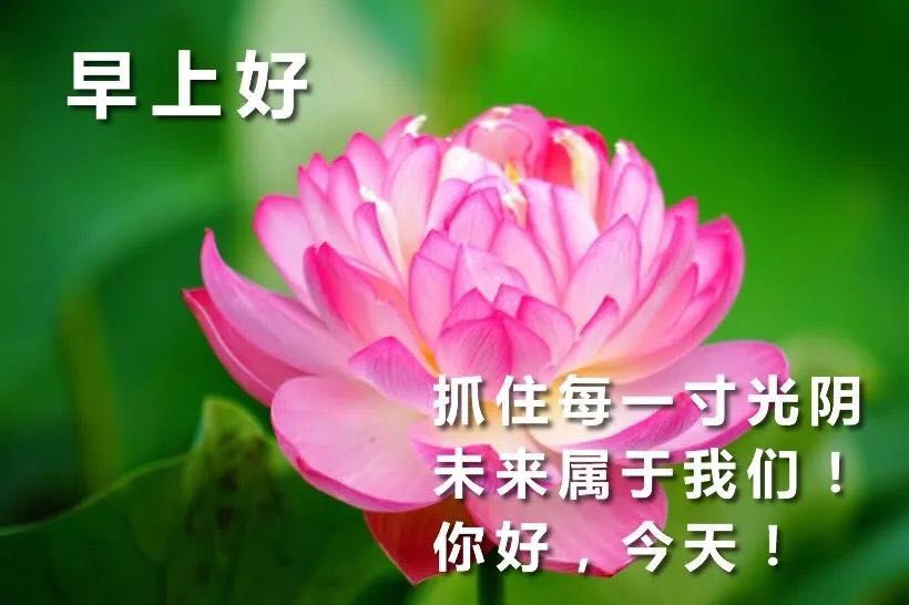 早上好祝福，送上开心，送上真诚的问候 平安吉祥 幸福安康图片