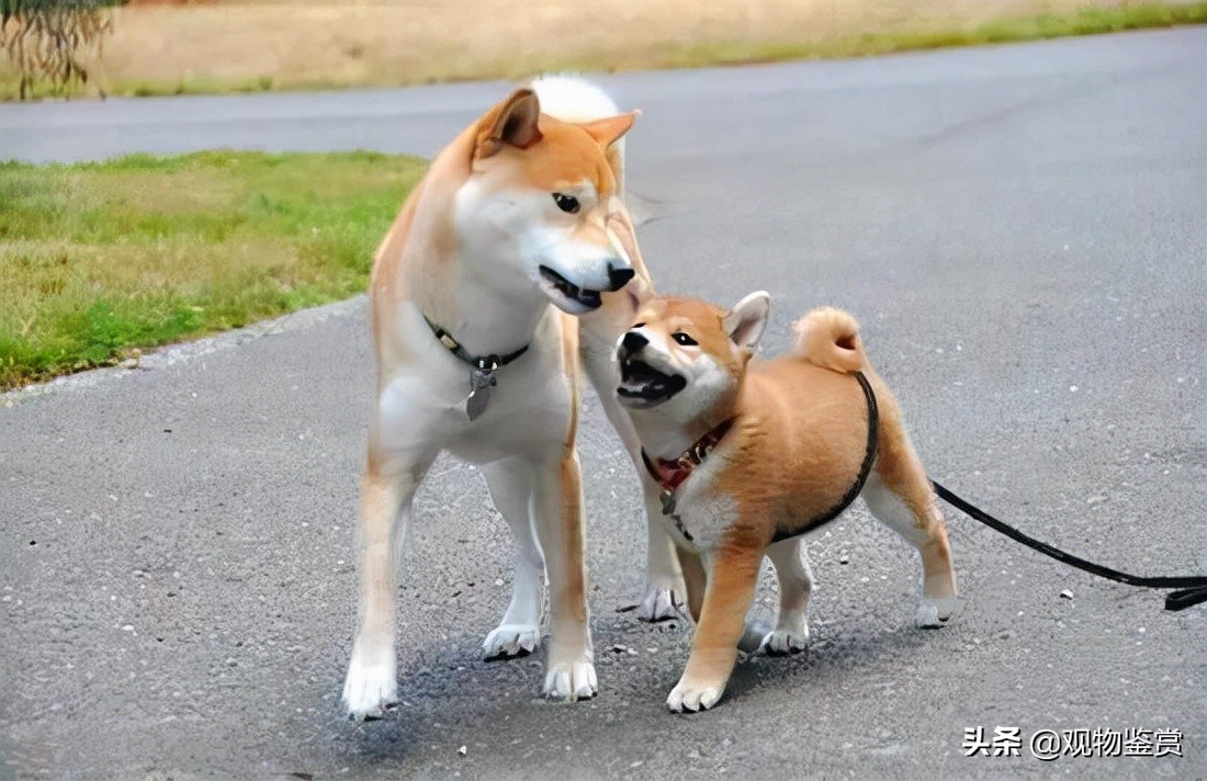 日本狗秋田犬和柴犬（秋田犬和柴犬的区别）