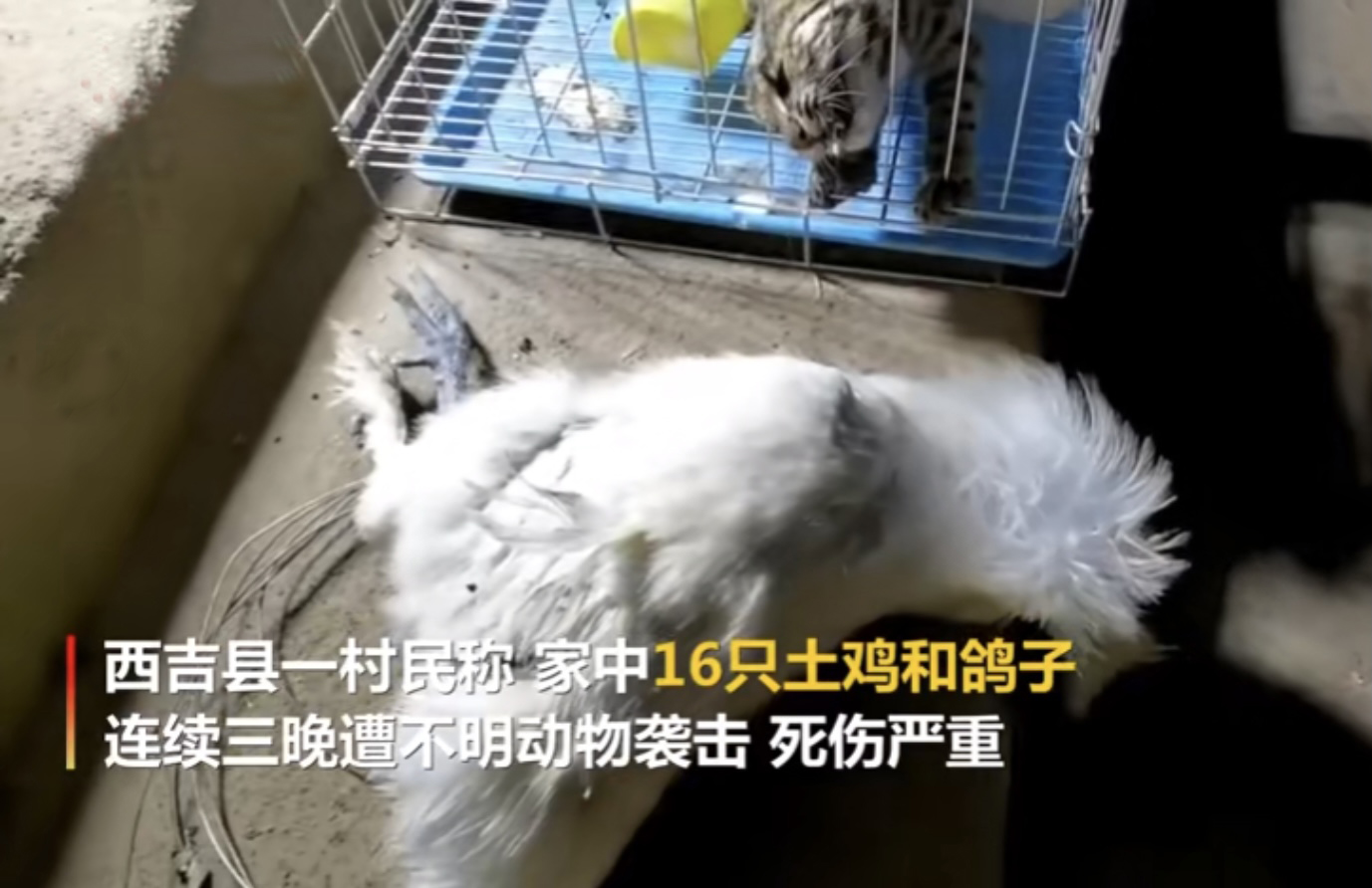 江苏一豹猫咬死几十只家禽！为保护动物，该怎么办？损失谁来赔？