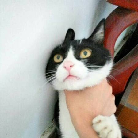 如果你在生气的时候掐住猫咪的脖子,没有把我好力度和时