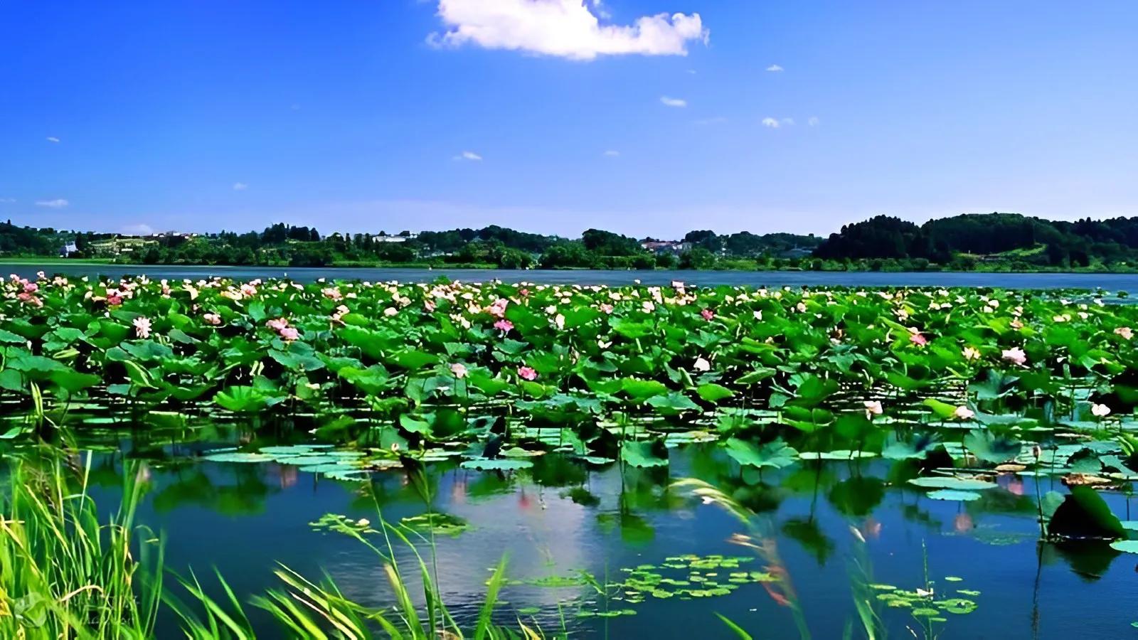 白洋淀旅游景点大全图片