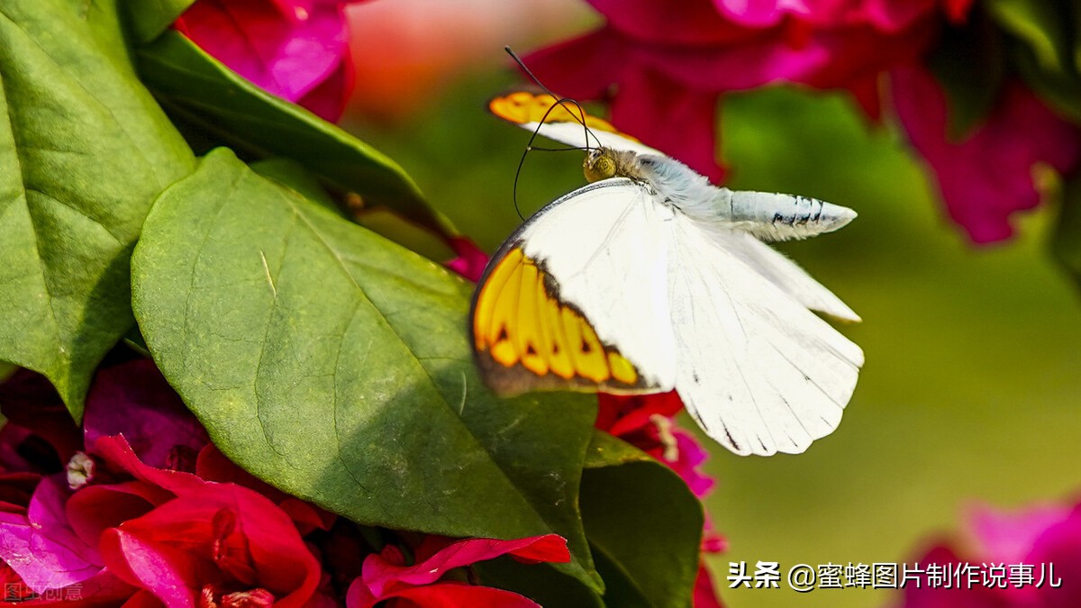 百花争放暗香溢，留连忘返戏蜂蝶