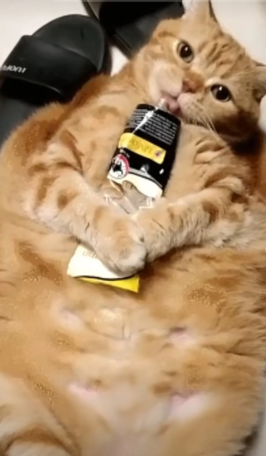 如何养出一只健康干净的猫咪(猫咪健康真的就是最省钱的养猫方式)