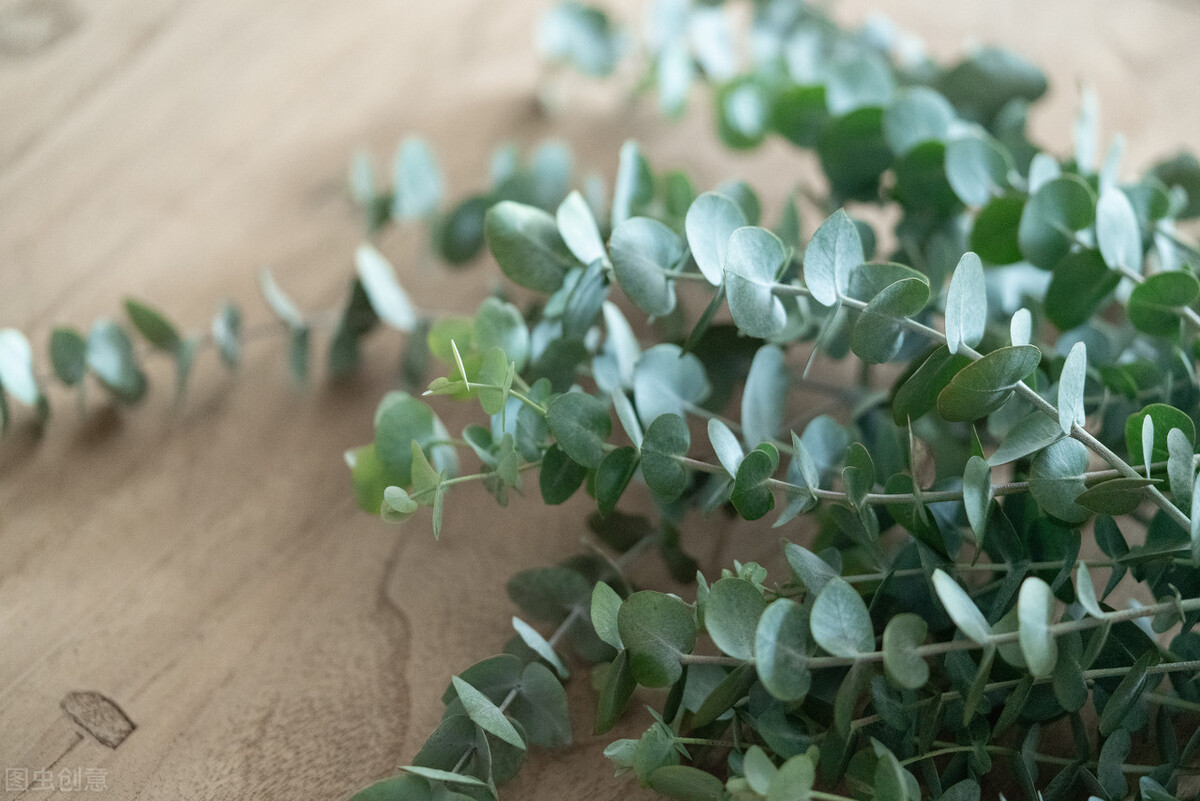 尤加利叶寓意是什么(尤加利叶的花语介绍)