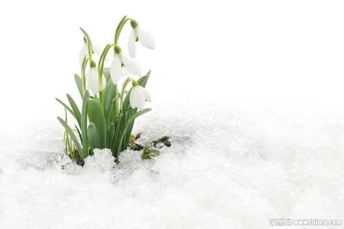 雪滴花～似玉形如兰，蕊绽凌雪寒。心香含情诉，何须泪两行