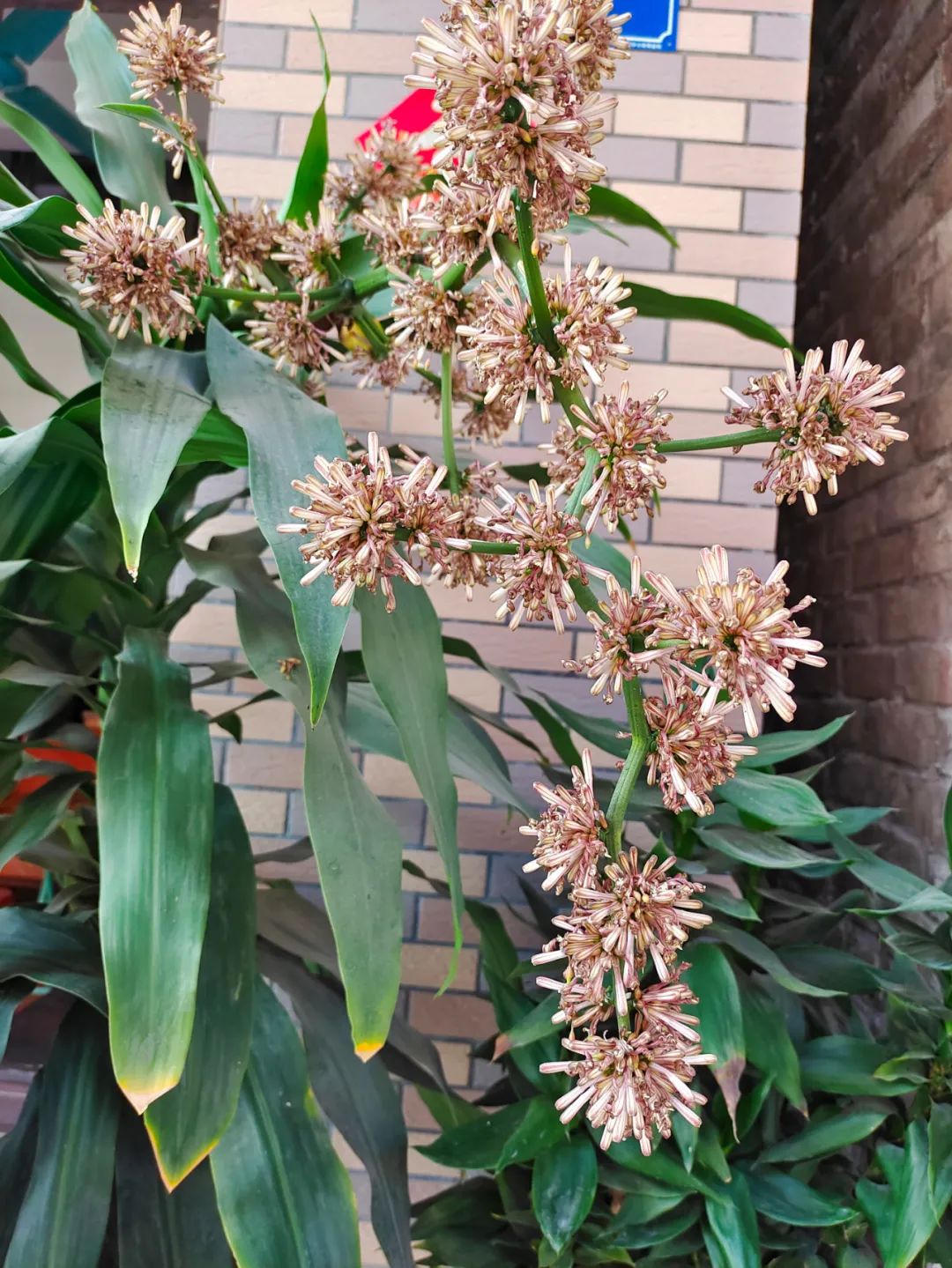 植物识别软件哪个最好（花友必备的养花利器秒变园艺大师）