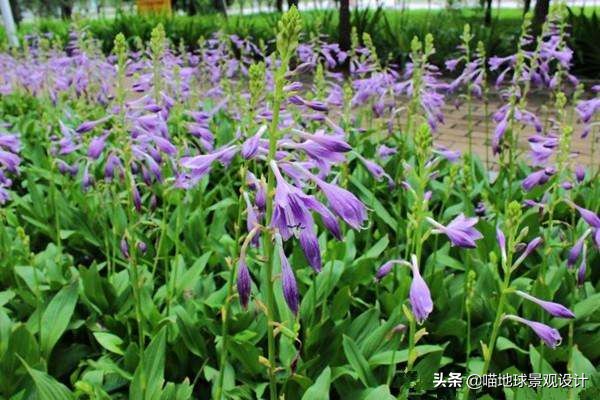 阔叶麦冬图片（20种适合山东地区种植的草坪）