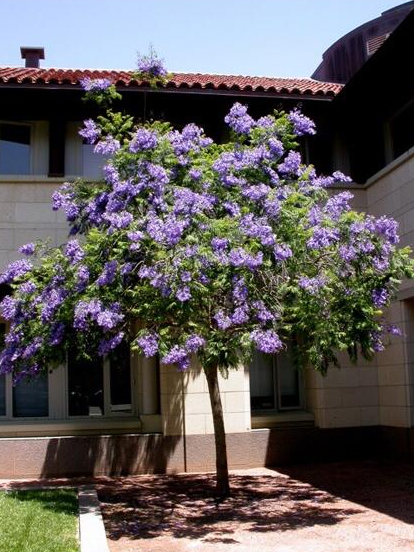 开紫色花的树叫什么树（蓝花楹生长特性和植物特点）