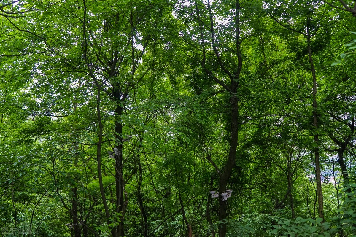 爱上大自然的一抹绿,轻松玩转森林秘境,打卡8处国内最美森林