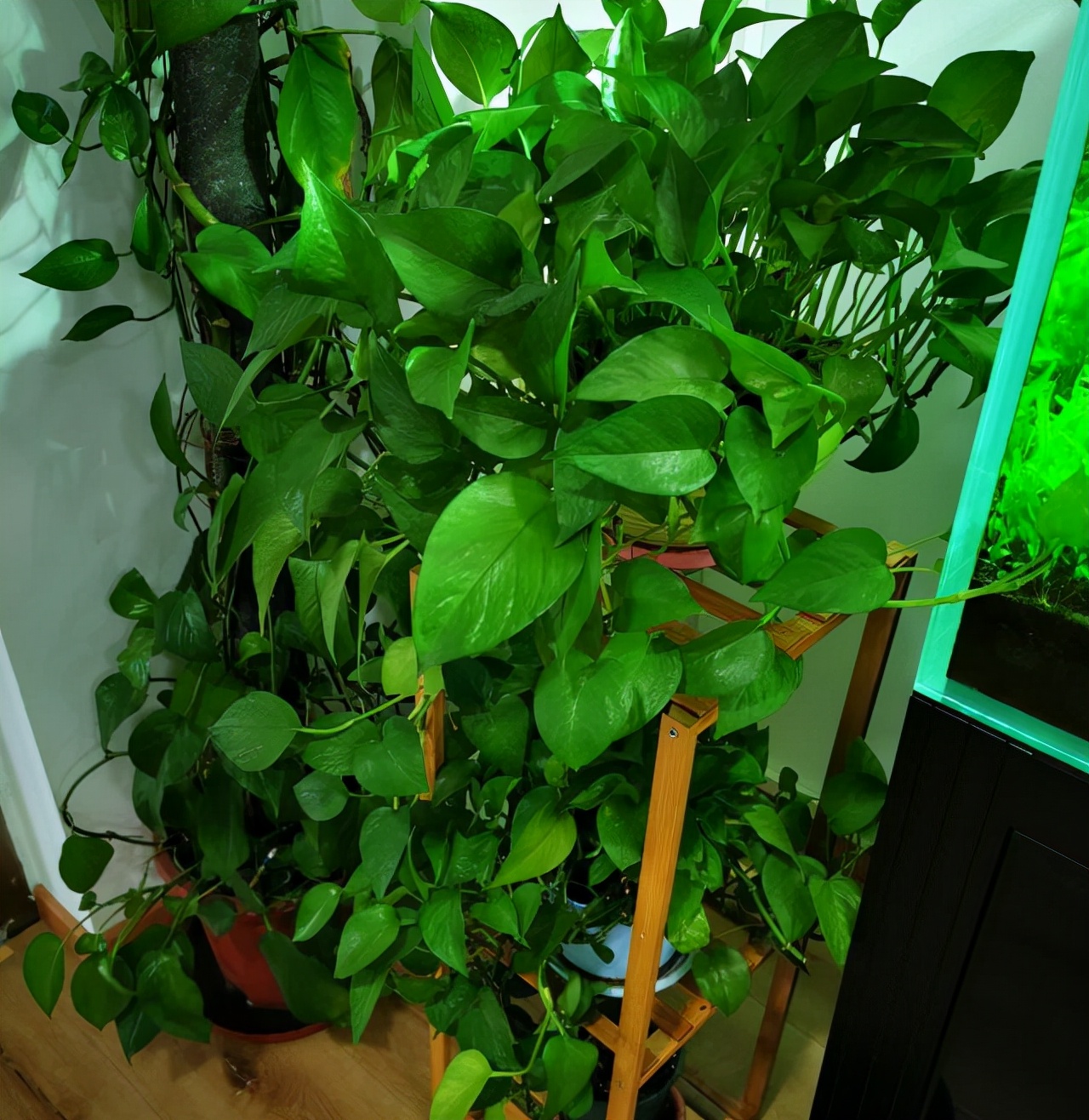 吸甲醛的植物有哪些适合室内种植？-第7张图片