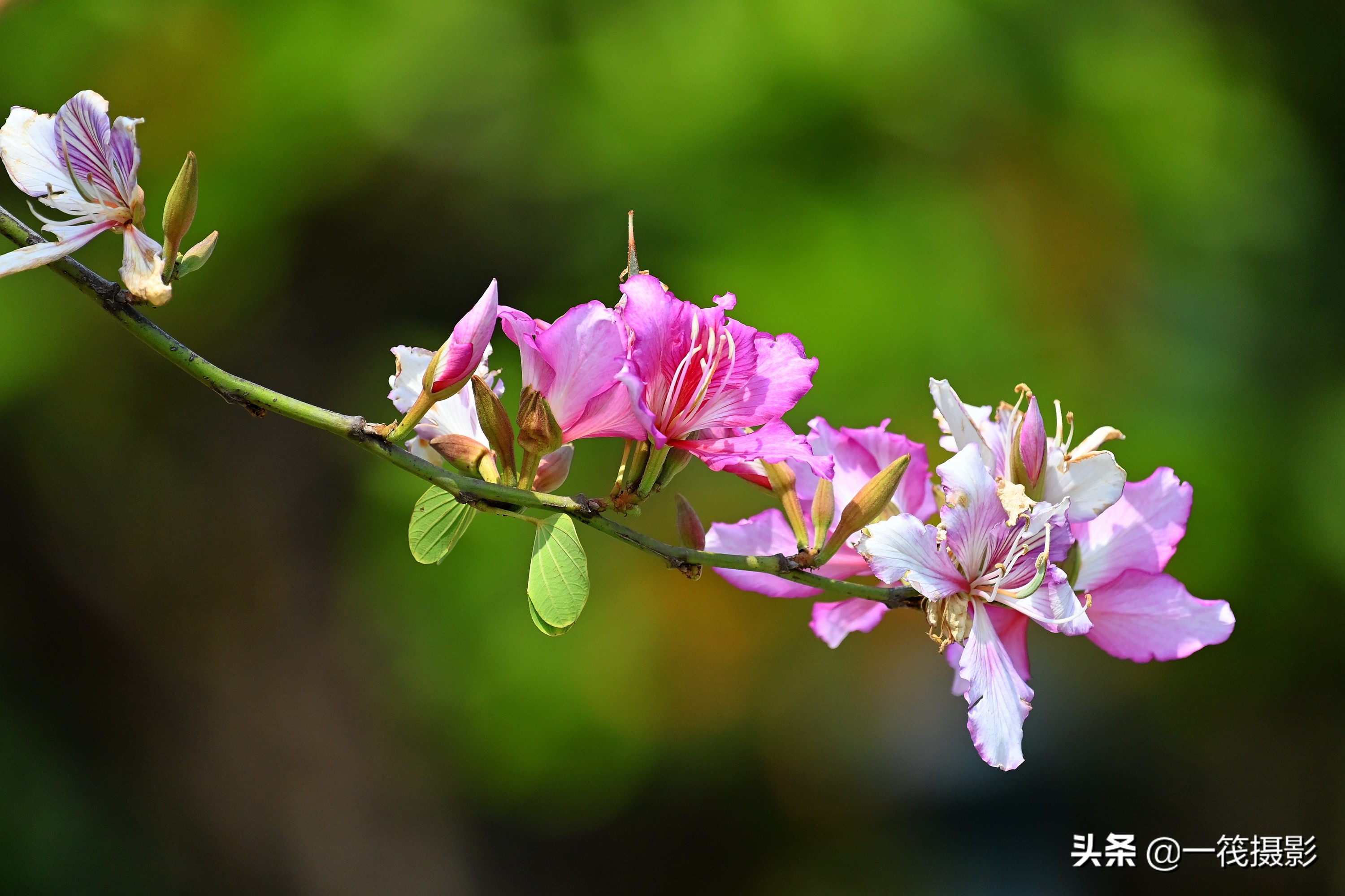 宫粉紫荆花的图片(宫粉紫荆花的花语和作用介绍)-最美岛