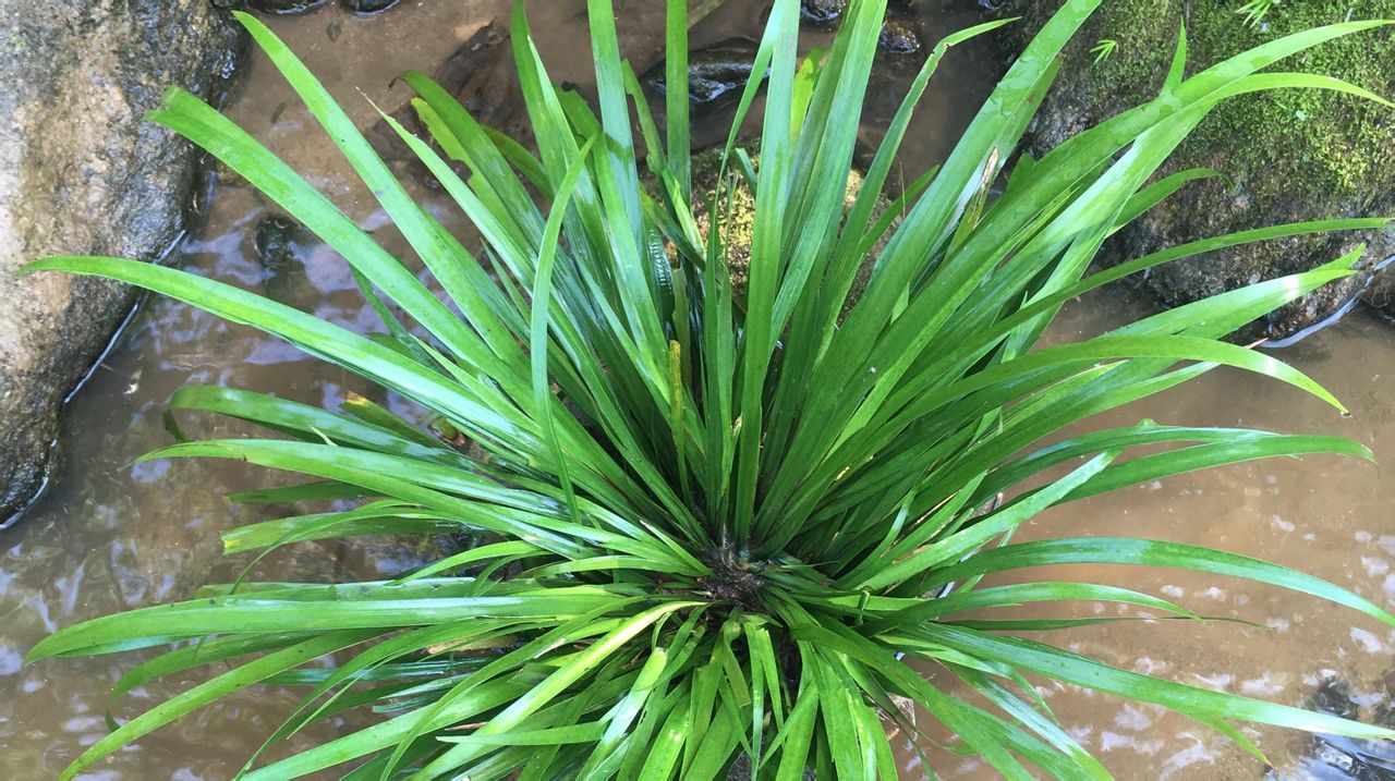 区分唐菖蒲香蒲石菖蒲水菖蒲茭白和鸢尾