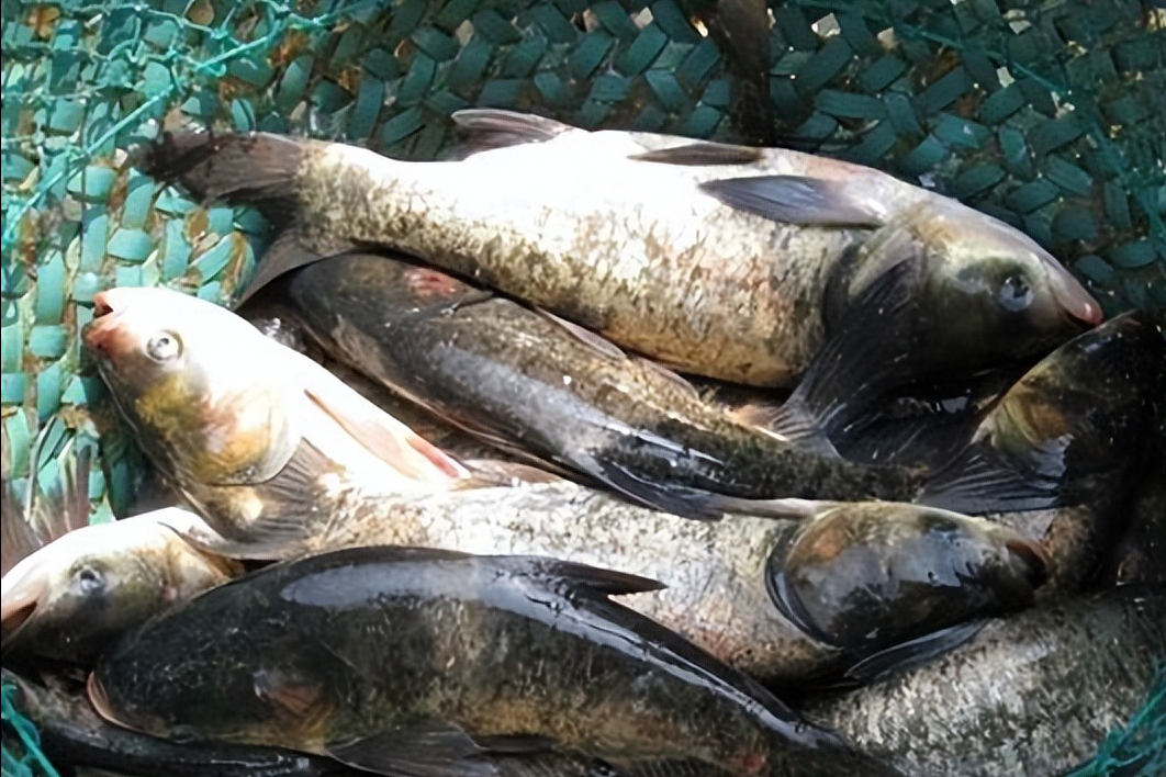 大水面养花白鲢喂什么料长得快水库养花白鲢用什么肥水效果好