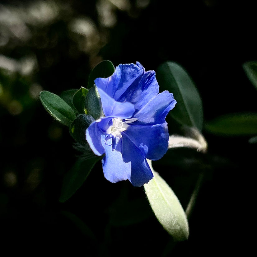 绿植花卉图片大全及花名（非常耐阴的10种开花植物）