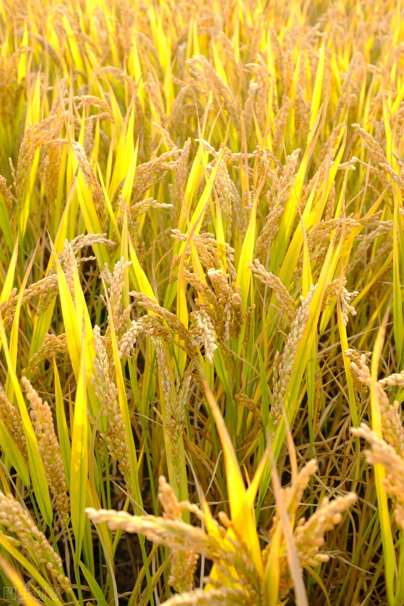 2017今日全国谷子价格5月31日国内各地稻谷价格发布